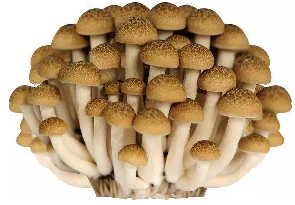 圖片關鍵詞 http://m.bjchsi.com.cn/ewebeditor/uploadfile/20170914091421667001.png