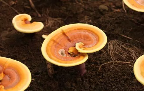 圖片關鍵詞 圖片關鍵詞